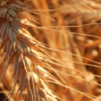Wheat ready for harvest.
