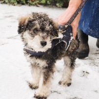 Our puppy's first snow.